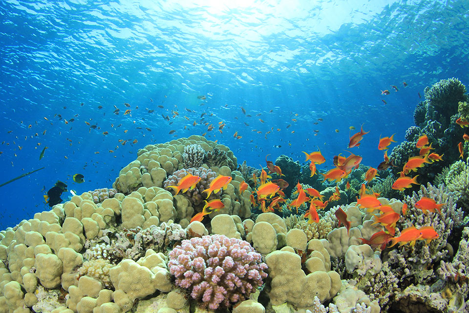 coral-near-bowen-great-barrier-reef-2